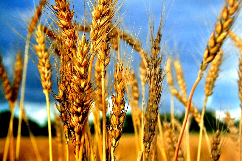 Spiga di Grano